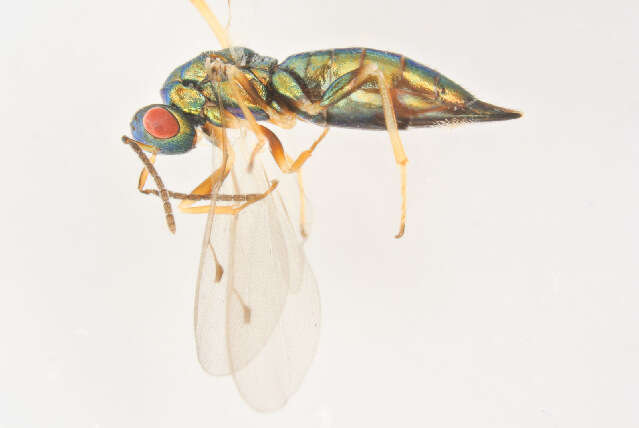 Слика од Dinotiscus eupterus (Walker 1836)
