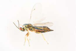 Dinotiscus eupterus (Walker 1836)的圖片