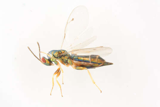 Image of Dinotiscus eupterus (Walker 1836)