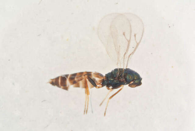 Image of Holcaeus compressus (Walker 1836)