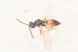 Image of Roptrocerus mirus (Walker 1834)