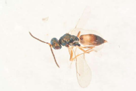 Image of Roptrocerus mirus (Walker 1834)