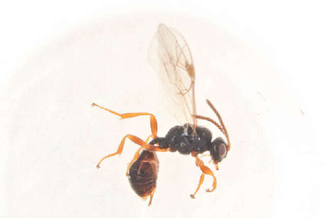 Image of Phrudus monilicornis Bridgman 1886