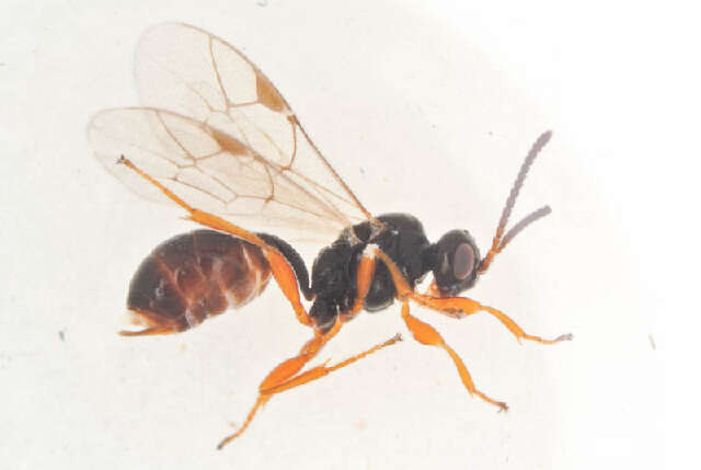 Image of Phrudus monilicornis Bridgman 1886