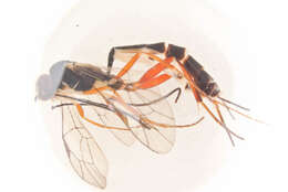 Image of Leptocampoplex cremastoides (Holmgren 1860)