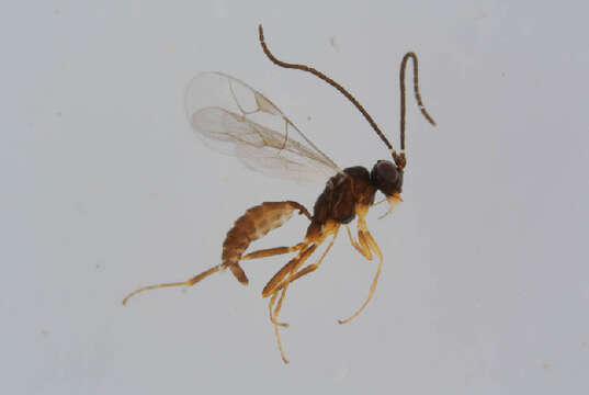 Image of Aclastus solutus (Thomson 1884)