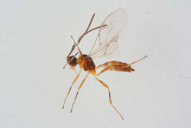 Image of Aphidius rhopalosiphi de Stefani-Perez 1902