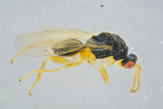 Image of Euplectrus