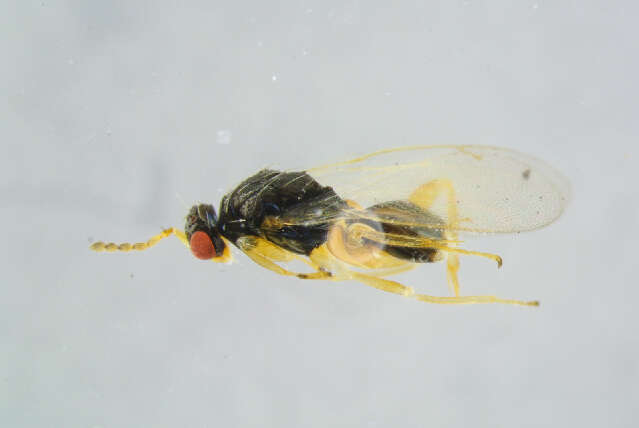 Image of Euplectrus