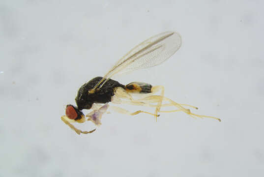 Image of Euplectrus flavipes (Fonscolombe 1832)