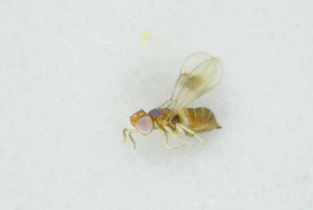 صورة Chrysonotomyia