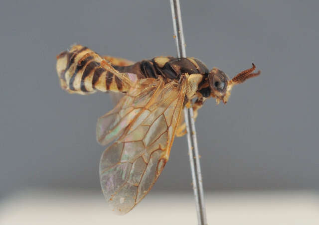 Image of <i>Gilpinia virens</i>