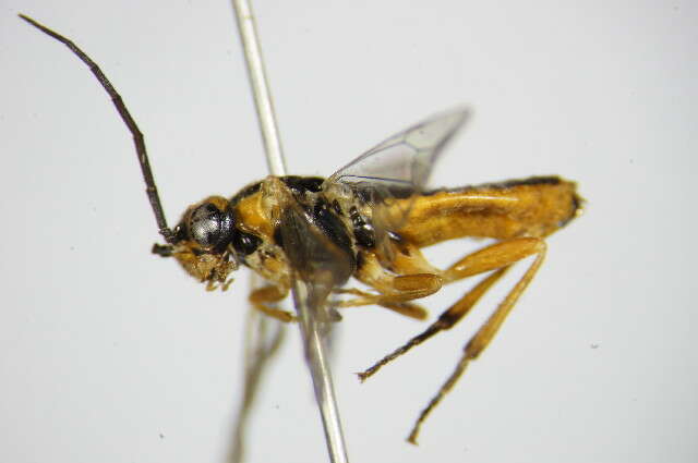 Image of Nematus nigricornis