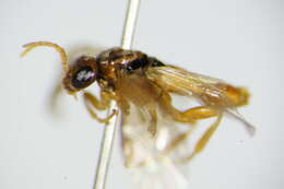 Image of <i>Hoplocampa flava</i>