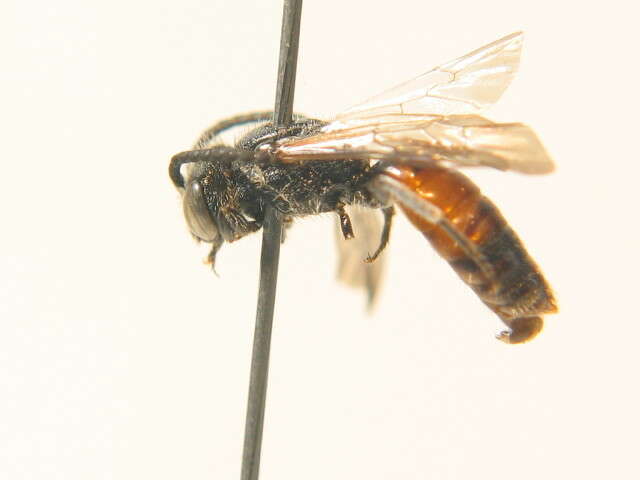 صورة Sphecodes reticulatus Thomson 1870