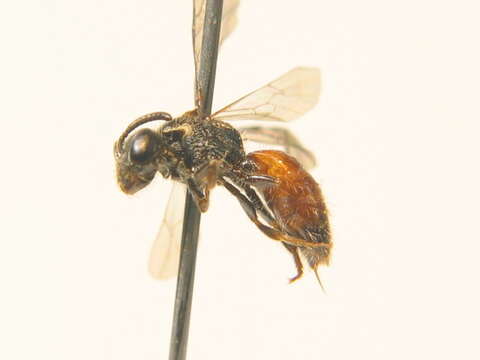 صورة Sphecodes longulus Hagens 1882