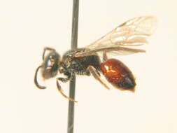 Sphecodes miniatus Hagens 1882 resmi