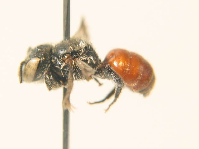 Image of Osmia andrenoides Spinola 1808