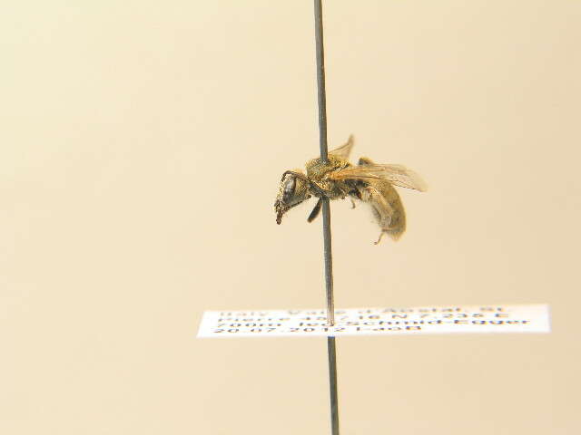 Halictus pollinosus Sichel 1860的圖片