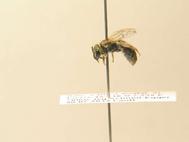 Halictus pollinosus Sichel 1860的圖片