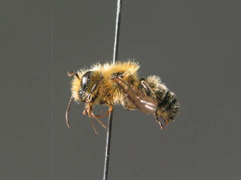 Image of Osmia niveata (Fabricius 1804)