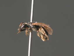 Image de Lasioglossum glabriusculum (Morawitz 1872)