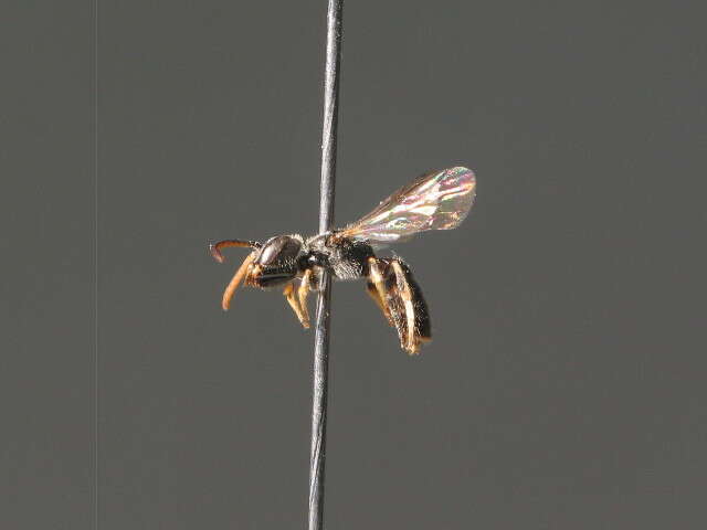 Image of Lasioglossum glabriusculum (Morawitz 1872)