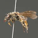 Image of Andrena floricola Eversmann 1852