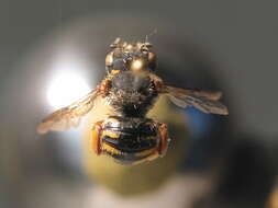 Image of Bee