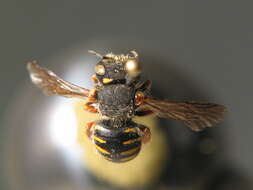 Image of Bee