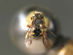 Image of Bee