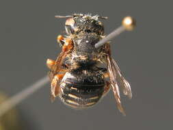 Image of white-dotted wool-carder bee