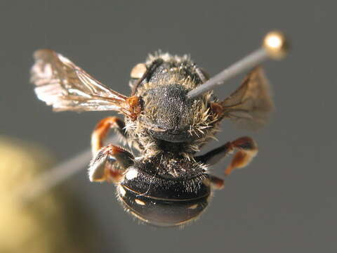 Image of white-dotted wool-carder bee