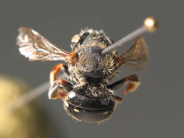 Image of white-dotted wool-carder bee