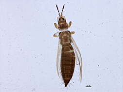 Image of Anaphothrips