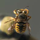 Image of Anthidium manicatum