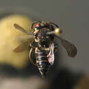 Image of Coelioxys afra Lepeletier 1841