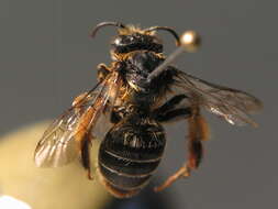 Image of melittid bees