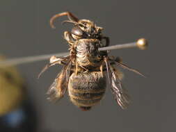 Слика од Anthophora pubescens (Fabricius 1781)