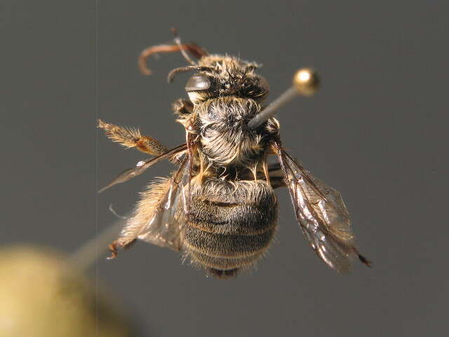 Image of Anthophora pubescens (Fabricius 1781)