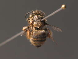 Image of Anthophora pubescens (Fabricius 1781)