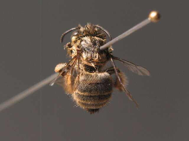 Слика од Anthophora pubescens (Fabricius 1781)