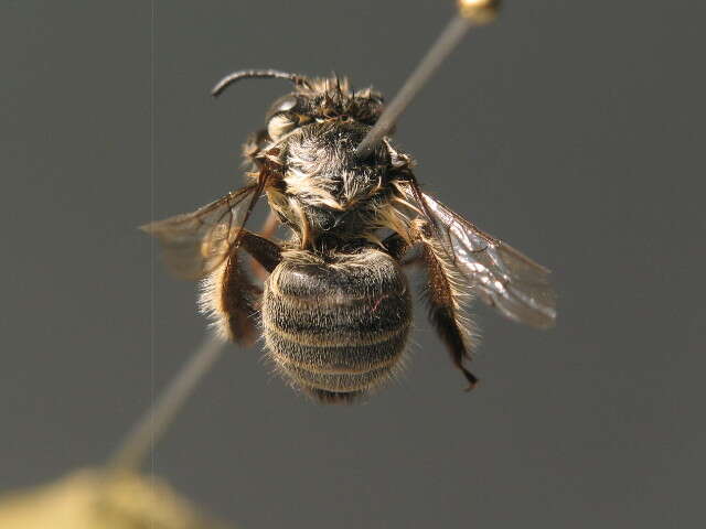 Image of Anthophora pubescens (Fabricius 1781)