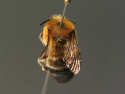 Image of Anthophora aestivalis (Panzer 1801)