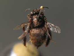 Image of Anthophora plagiata (Illiger 1806)