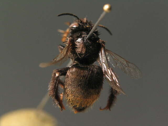 Image of Anthophora plagiata (Illiger 1806)