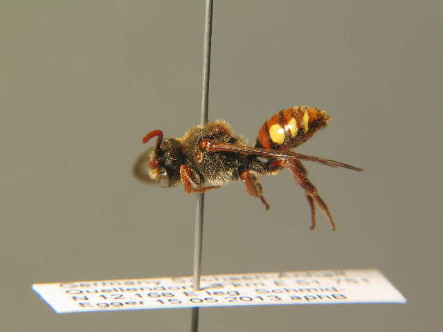 Image of Nomada villosa Thomson 1870