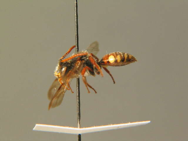 Image of Nomada villosa Thomson 1870