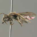 صورة Andrena subopaca Nylander 1848