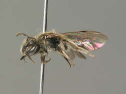 Imagem de Andrena subopaca Nylander 1848